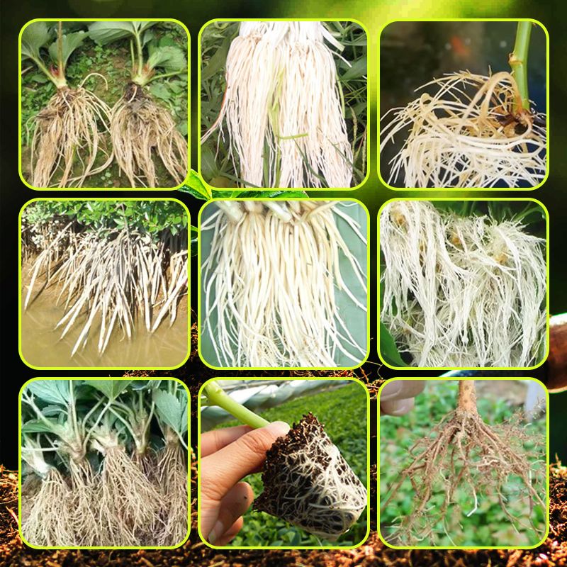 Rapid Strong Rooting Fertilizer